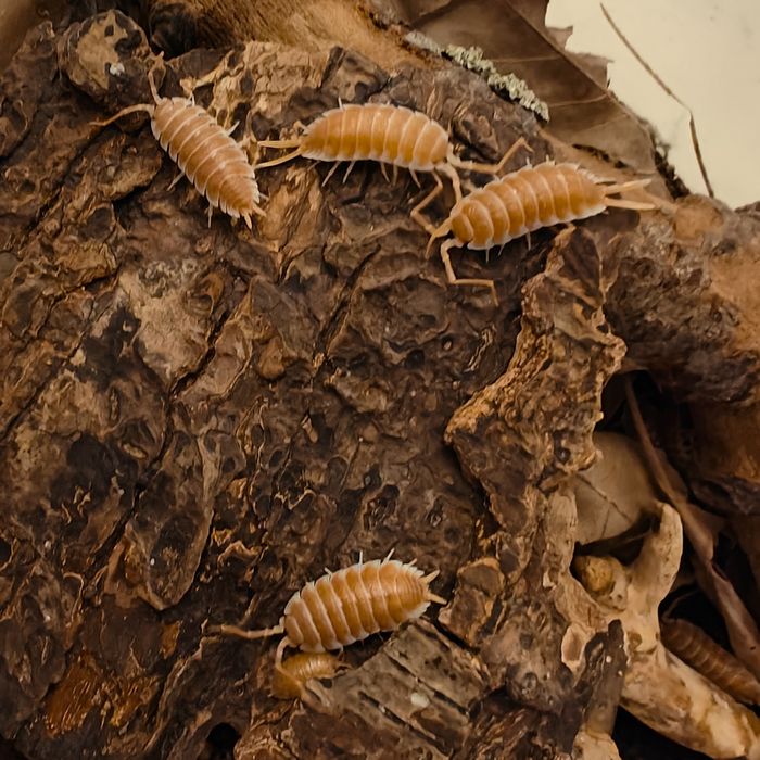 Porcellio hoffmannseggi