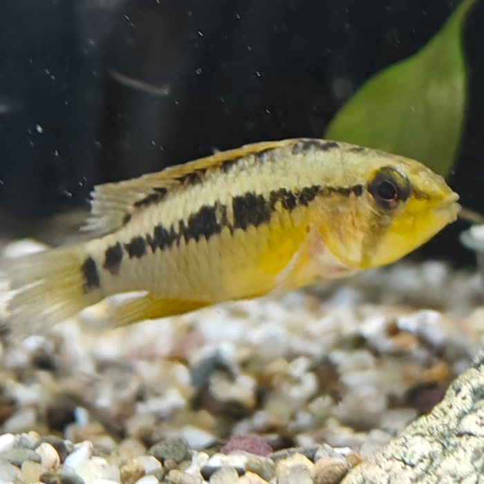Apistogramma sp. D24