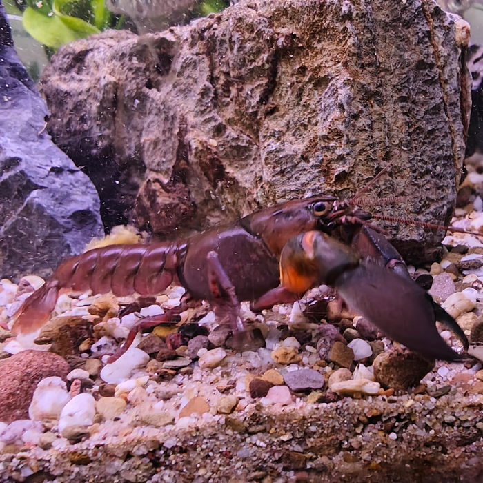 Cherax boesemani