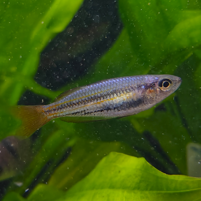 Melanotaenia maccullochi