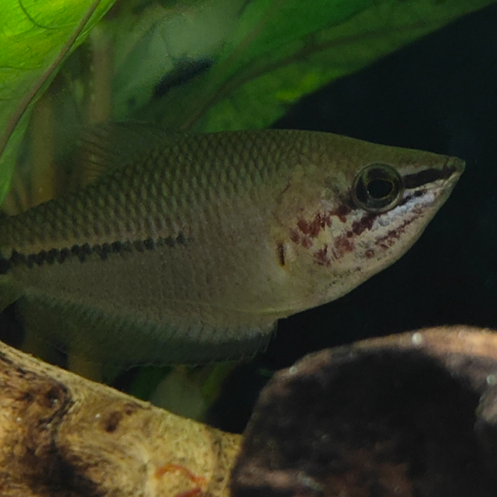 Sphaerichthys acrostoma