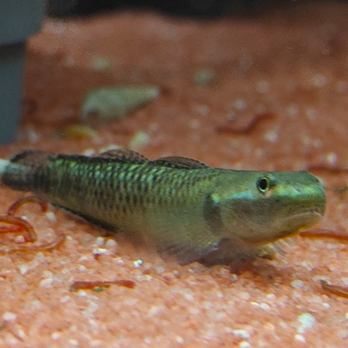 Stiphodon carisa