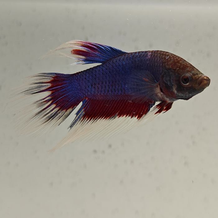 betta splendens man