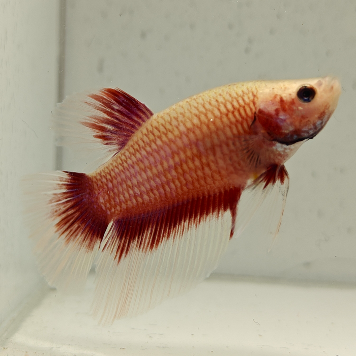 betta splendens man