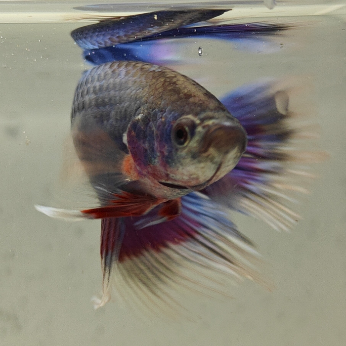 betta splendens man