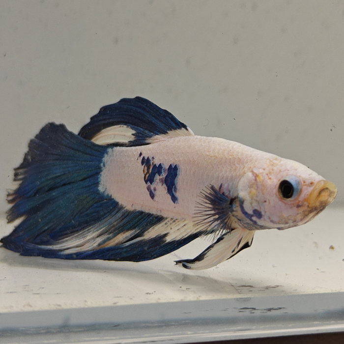 betta splendens man