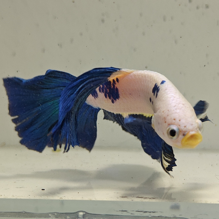 betta splendens man