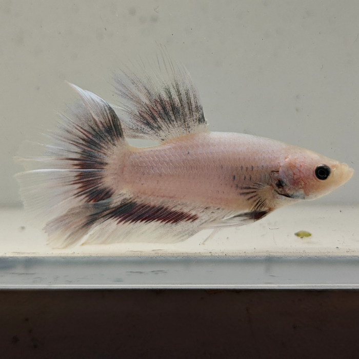 betta splendens man