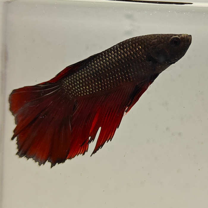 betta splendens man