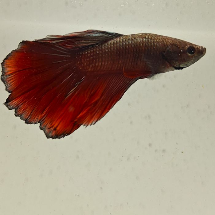 betta splendens man