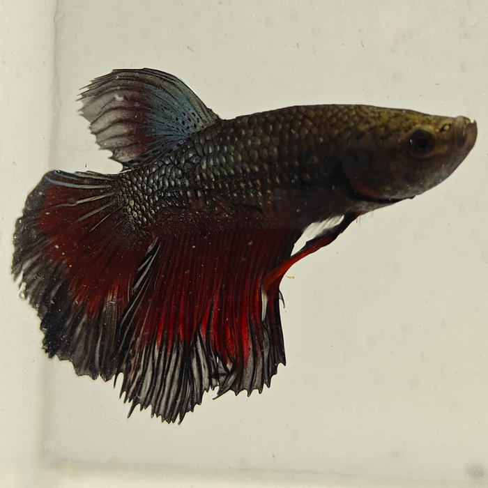 betta splendens man
