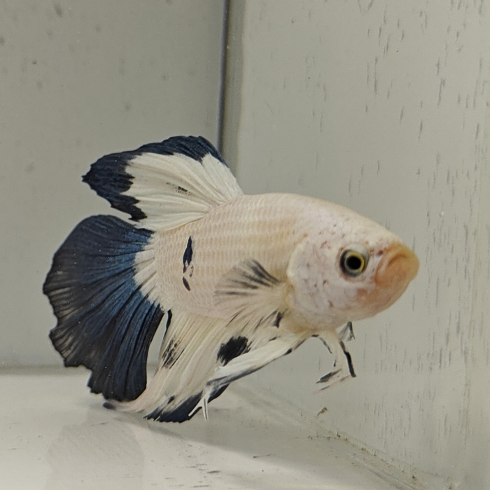 betta splendens man