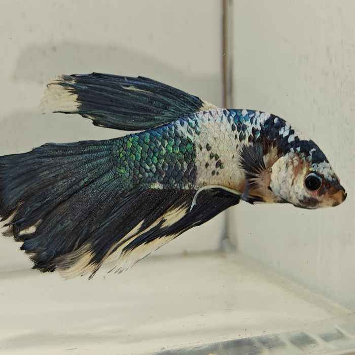 betta splendens man