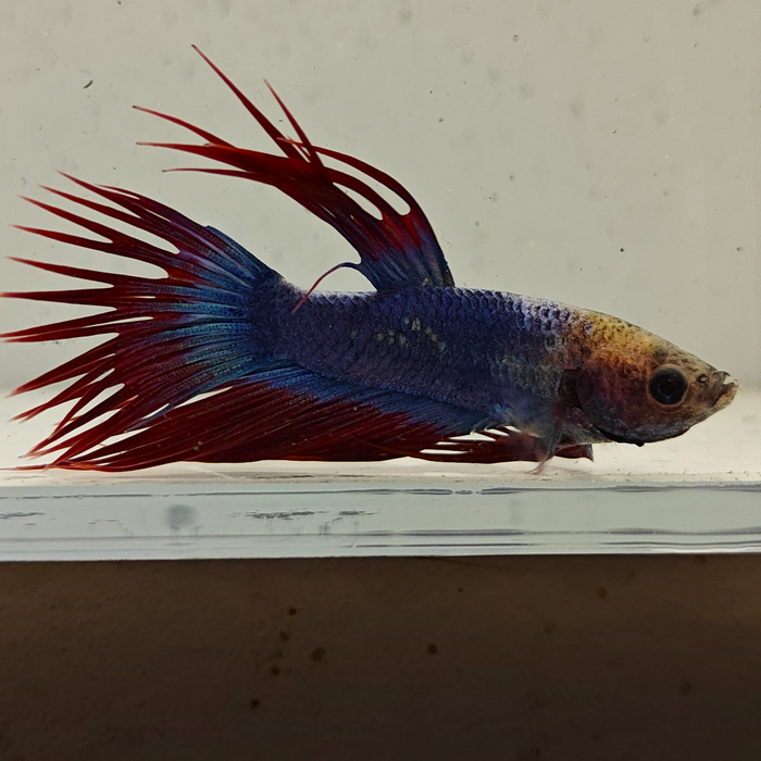 betta splendens man