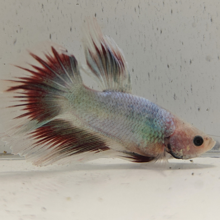 betta splendens man