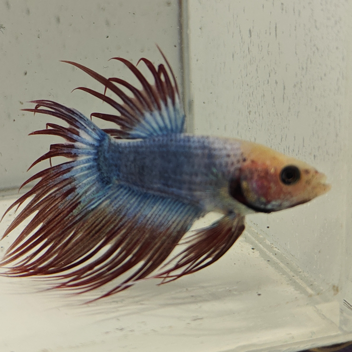 betta splendens man