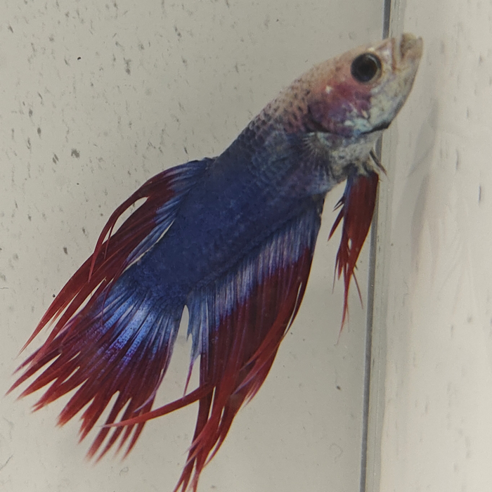 betta splendens man