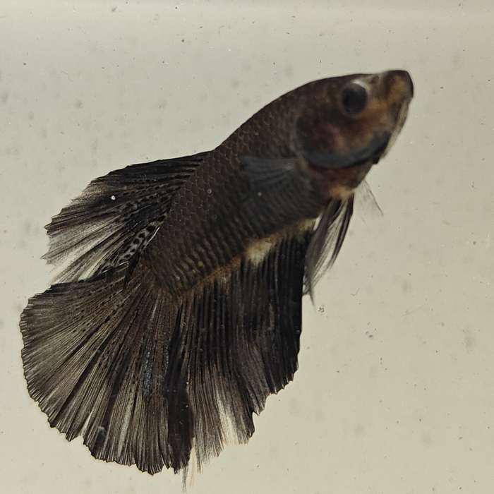 betta splendens man
