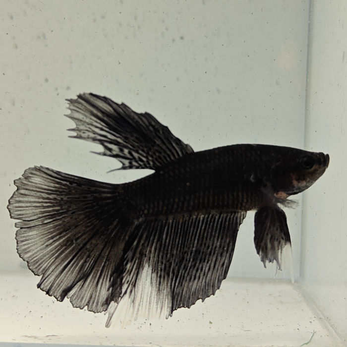 betta splendens man