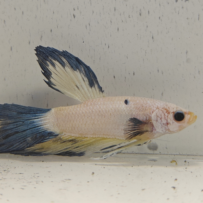 betta splendens man