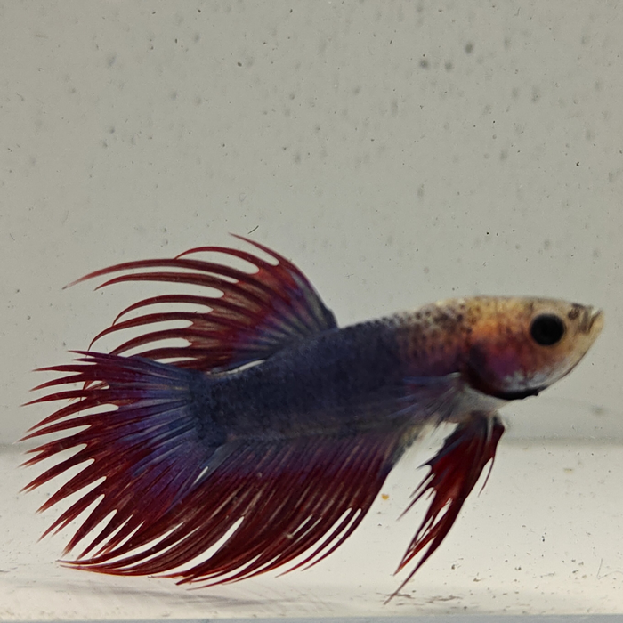betta splendens man
