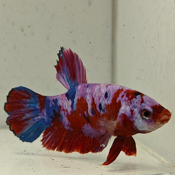 betta splendens man