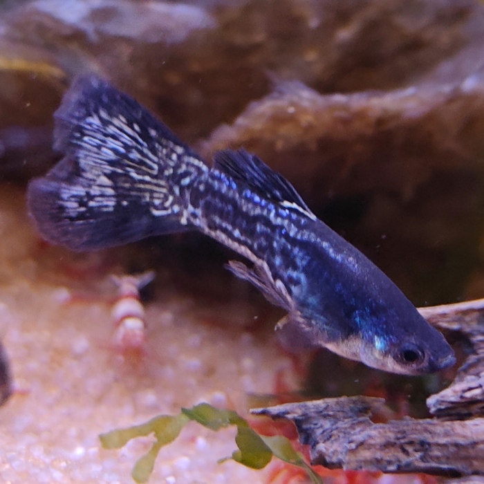 guppy (man) Metal black lace