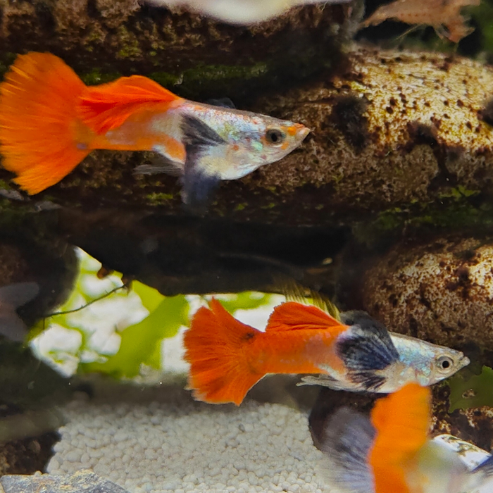 lebistes reticulata (red big ear)