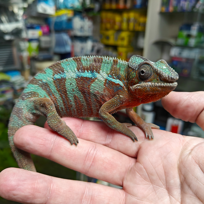 Furcifer Pardalis (Amilobe red) man
