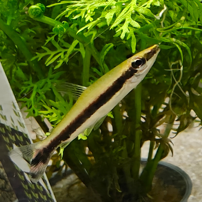 Nannostomus unifasciatus