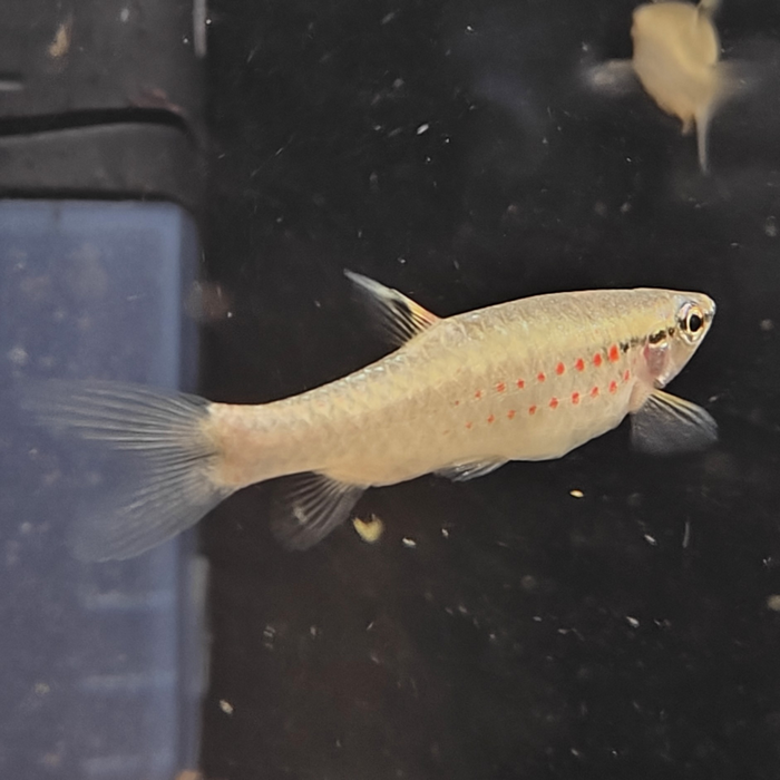 Pyrrhulina obermulleri