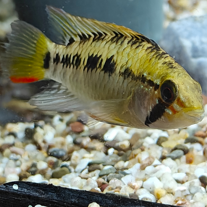 Apistogramma sp. D24
