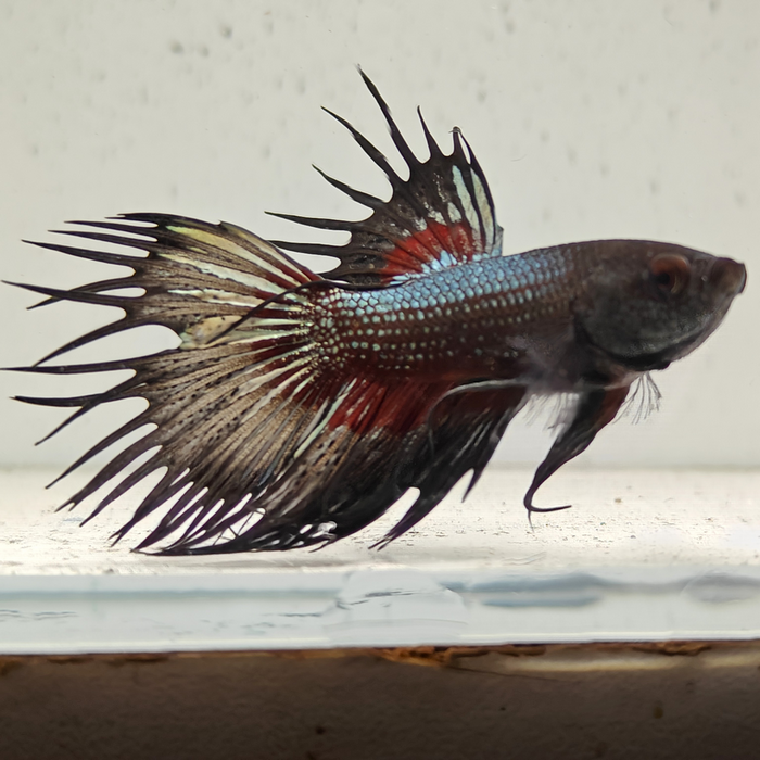 betta splendens man