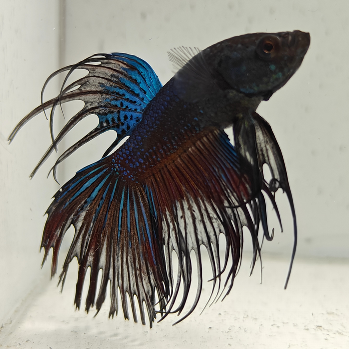 betta splendens man