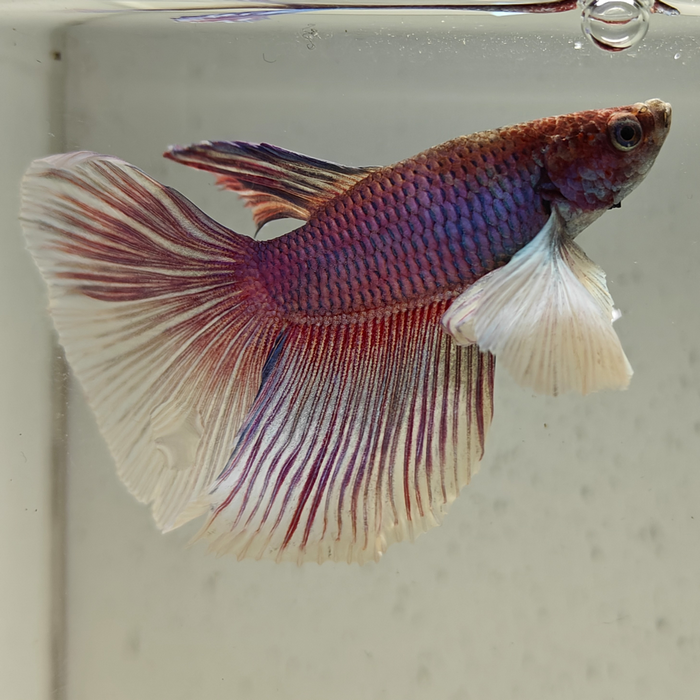 betta splendens man