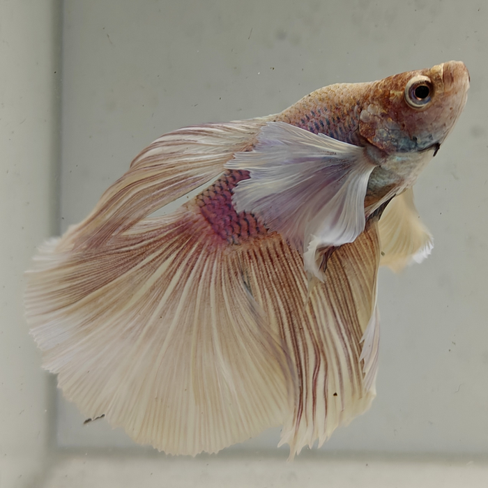 betta splendens man
