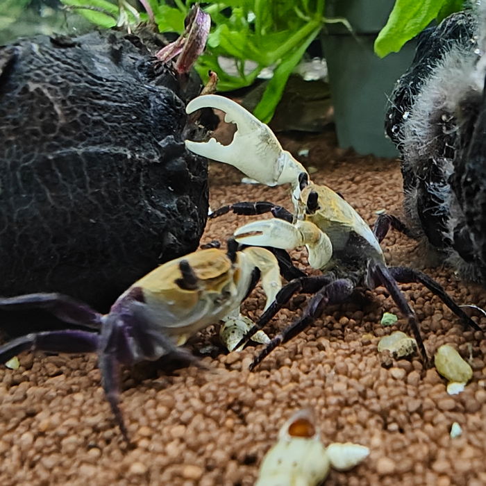 Lepidothelphusa padawan