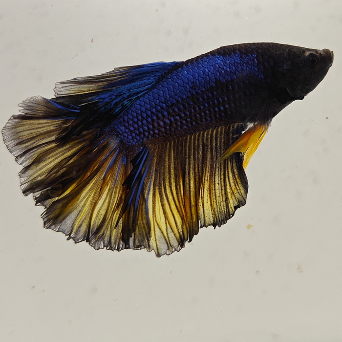betta splendens man