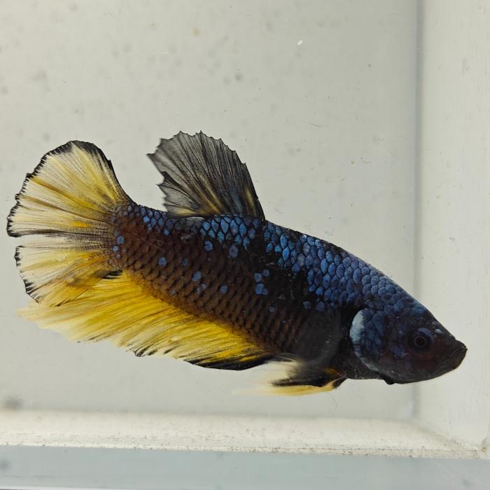 betta splendens man