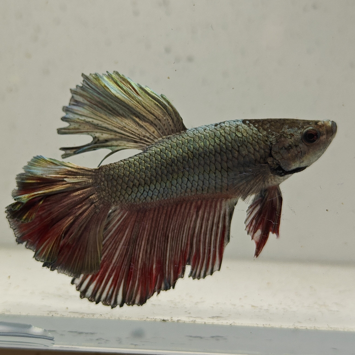 betta splendens man