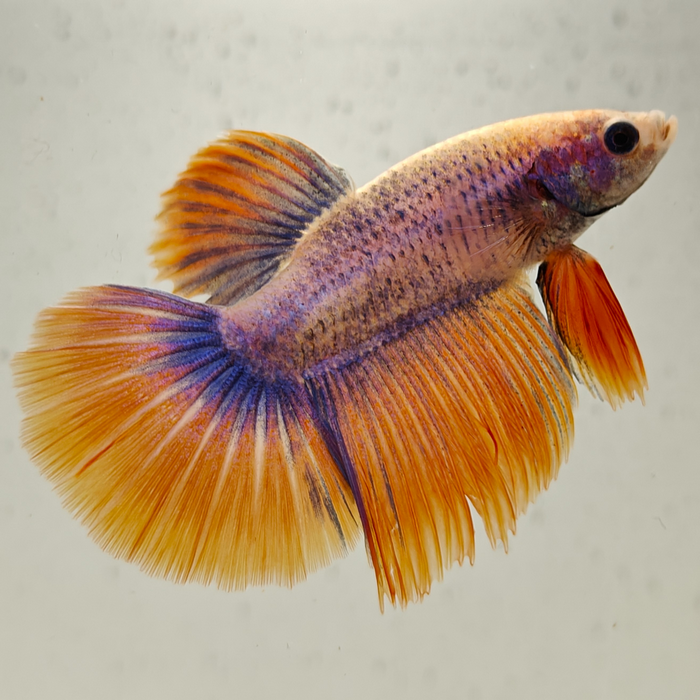 betta splendens man