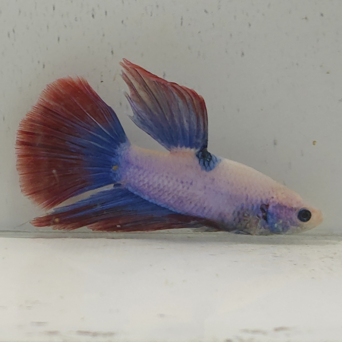 betta splendens man