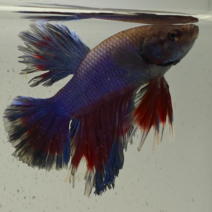 betta splendens man