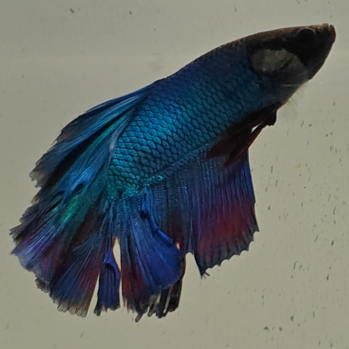 betta splendens man