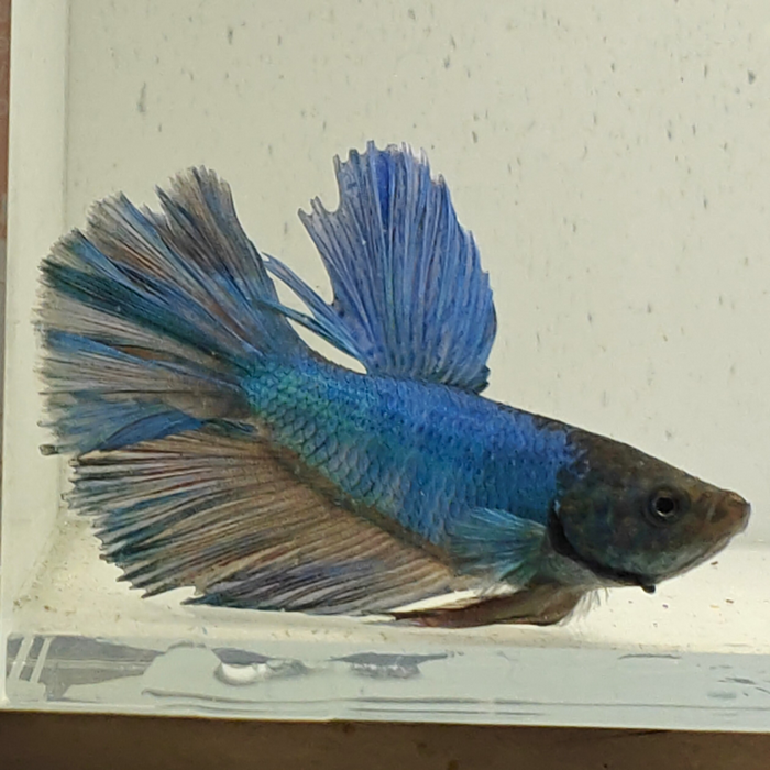 betta splendens man