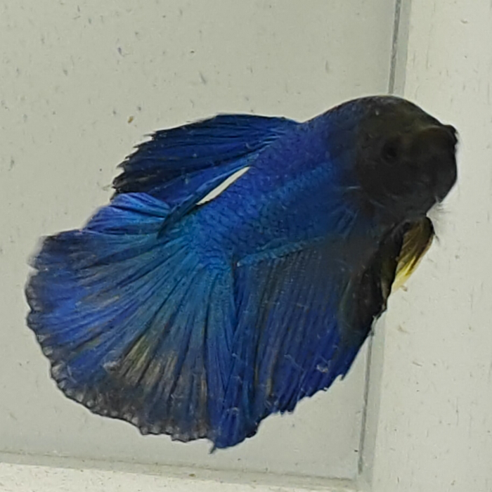 betta splendens man