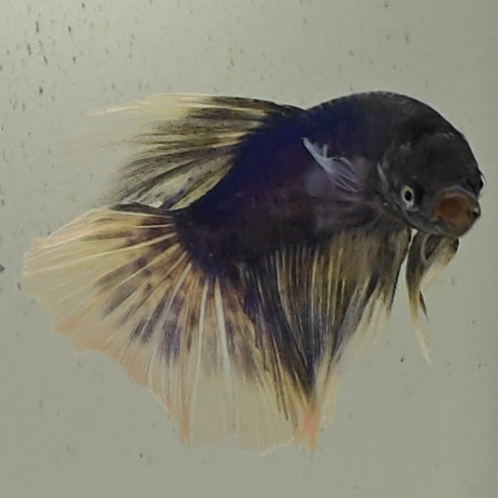 betta splendens man