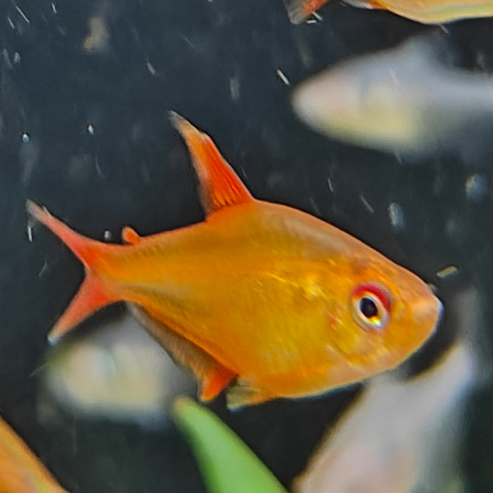 Hyphessobrycon sp. Mzuel