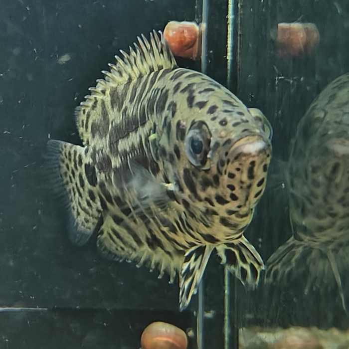 Ctenopoma acutirostre