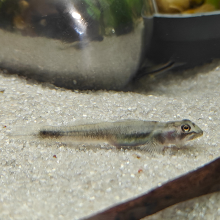 Lentipes mindanaoensis